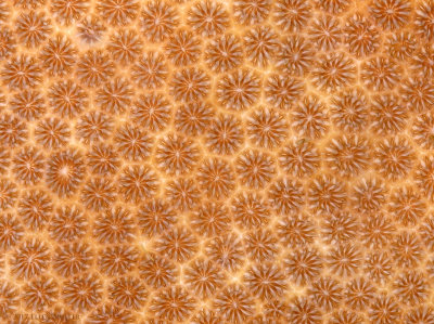 BLushing Star Coral