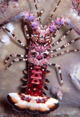 Juvenile Lobster