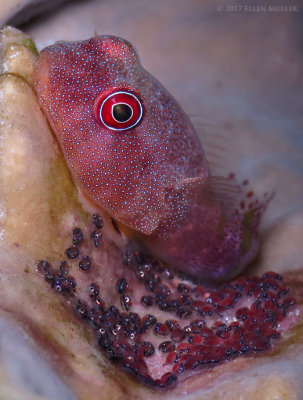 Clingfish with Eggs