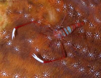 Whiteclaw Coral Shrimp