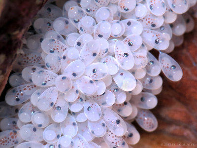 Octopus Eggs