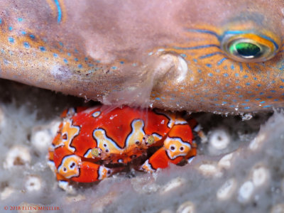 Gaudy Clown Crab & Puffer