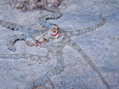 Longarm Octopus