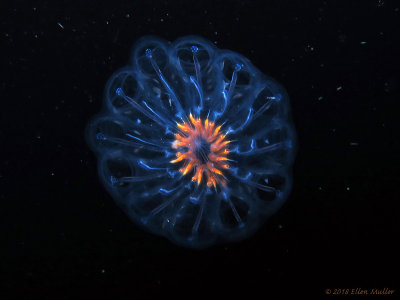Planktonic Tunicate