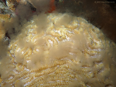 Maze Coral Spawning