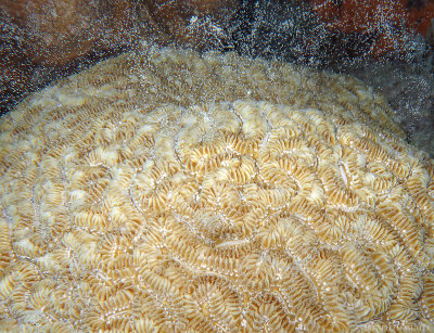 Maze Coral Spawning