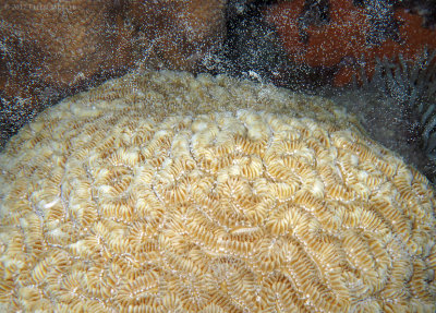Maze Coral Spawning