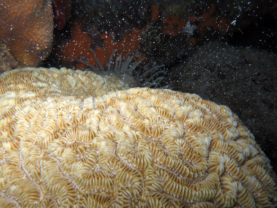 Maze Coral Spawning