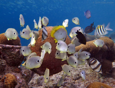 Butterflyfish Party