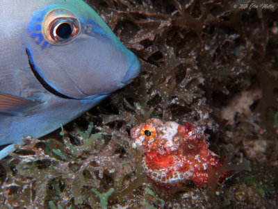 Blue Tang & Coral Scorpionfish