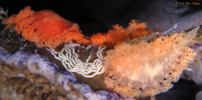 Tufted Nudibranchs & Eggs