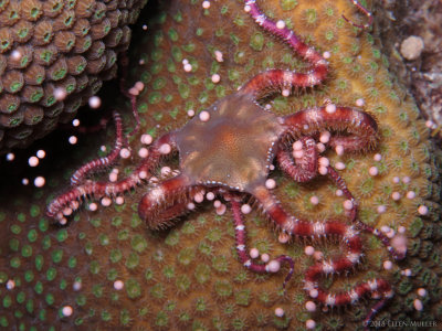 Brittle Star and Coral Eggs