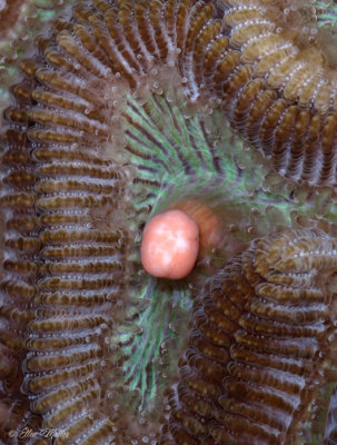 Brain Coral Egg