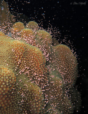 Star Coral Spawning