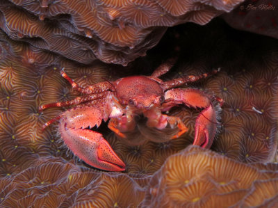 Red Porcelain Crab