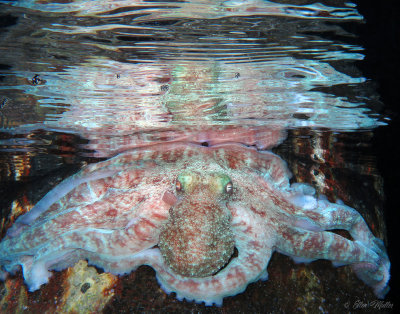 Octopus Reflection