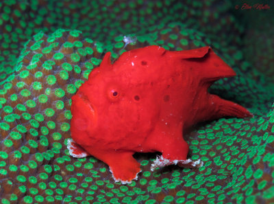 Christmas Frogfish