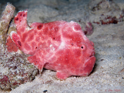 Pink Frogfish