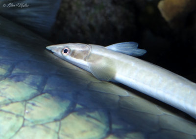 Whitefin Sharksucker
