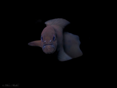 Black Brotula