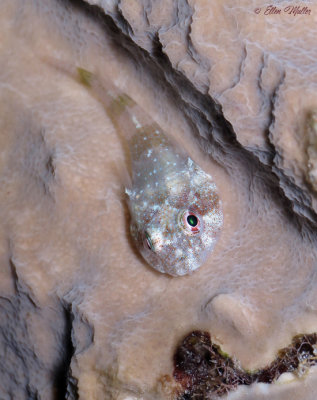 Clingfish