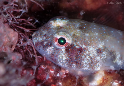 Clingfish