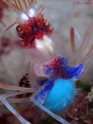 Banded Coral Shrimp with Eggs