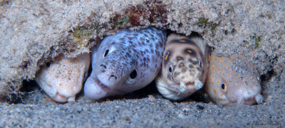 Eel Friends