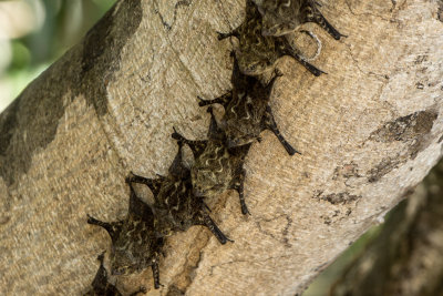Tree Bats