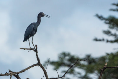 Blue Heron