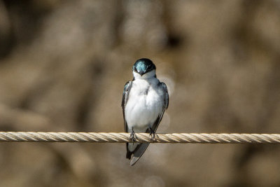 Mangrove Swallow