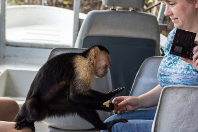 Capuchin Monkeys Pay Us A Visit