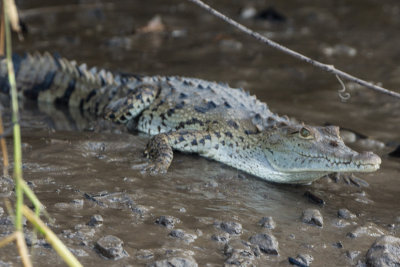 Young Crocodile