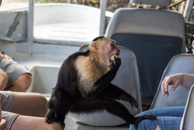 Capuchin Monkeys Pay Us A Visit
