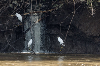 Snowy Egrets by a Waterfall