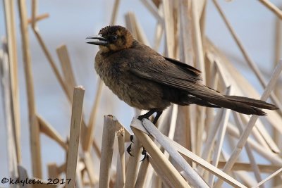 Great-tailed grackle (female)