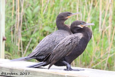 Neotropic cormorants