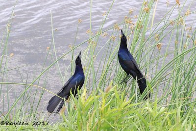 Anahuac NWR---April 2017