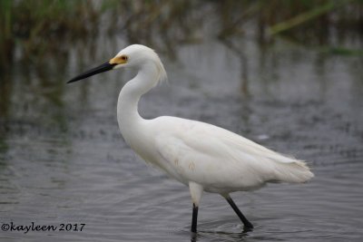 Snowy egret