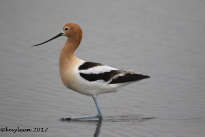 Brazoria NWR--April 2017