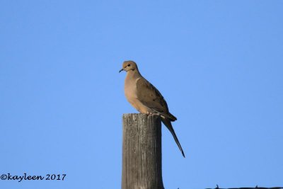 Morning dove