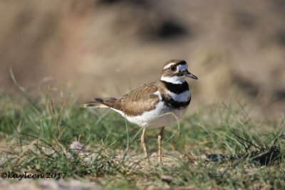 Killdeer