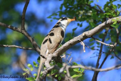 Yellow-billed cuckoo