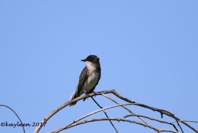 Eastern kingbird