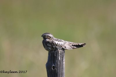 Common nighthawk