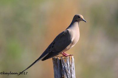 Mourning dove