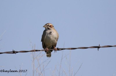 Lark sparrow