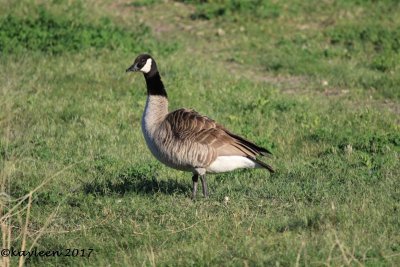 Canada goose