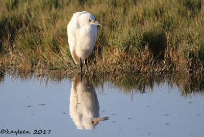 Snowy egret