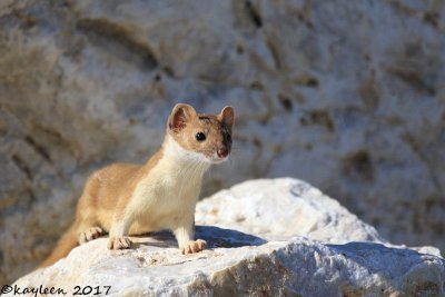 Long-tailed weasel